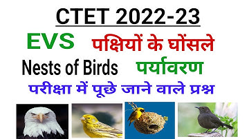 Ctet Exam 2023 | EVS | Nests of Birds | पक्षियों के घोंसले | Ctet Evs Pedagogy | Imp Quiz #ctet #01