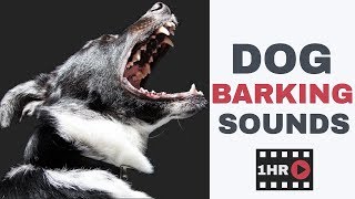 Dog Barking Sounds | One Hour Dog Barking Sound Effects