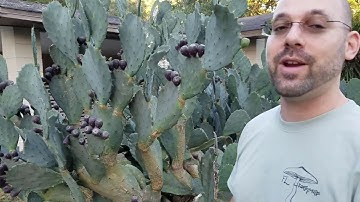 How to safely remove thorns and enjoy prickly pear fruits, without flames or peeling.