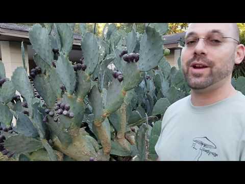 How to safely remove thorns and enjoy prickly pear fruits, without flames or peeling.