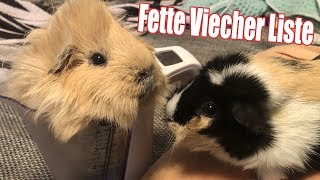 Wie Viel Sollten Meerschweinchen Wiegen? Die Meeries