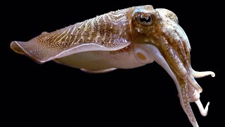 Facts: The Common Cuttlefish by Deep Marine Scenes 310 views 9 hours ago 3 minutes, 43 seconds