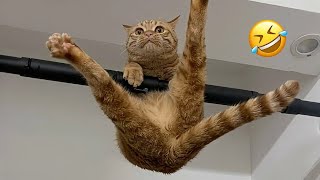 Funniest Cats: Masters of Chaos and Laughter 😹 