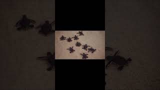 What Eats Turtles #12 Snakes 🐍 #shorts