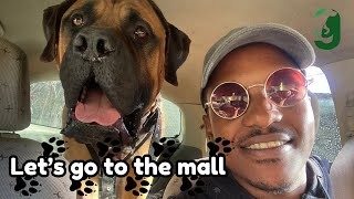 Taking our boerboel to the mall - Exercise day