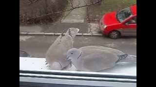 Cepoi Robert Gabriel