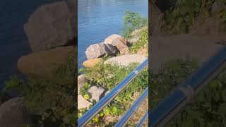 de manhã a GCM de caraguatatuba tava tirando turistas da área de perigo extremo no molhe norte kkk