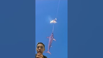 Swordfish Attacks Giant Squid #fishing #swordfish #squidfish #ocean