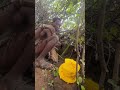 Hadzabe Tribe Ancient Ways Of Collecting Honey In Their Diet In The Bush 