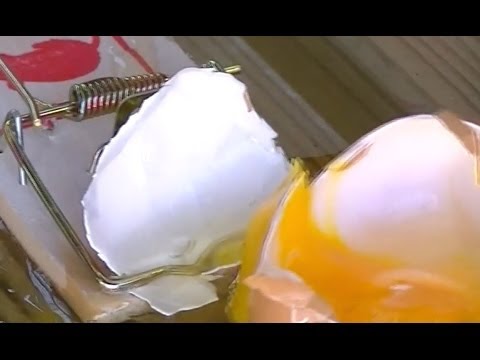 Slow Motion: Egg Explodes in Mouse Trap & GoPro Hero 3+ Plus Black Edition