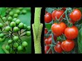 Tomato Grafting On Pea Eggplant