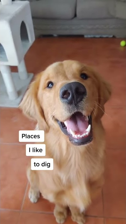 My Dogs Favorite Places To Dig Compilation