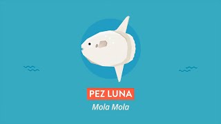 Pez Luna  | Videos educativos para niños