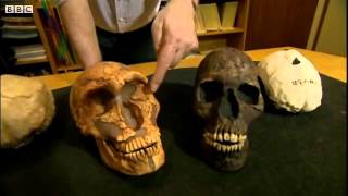 Neanderthal's bigger eyes may have caused demise