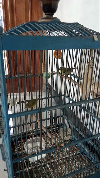 pleci birahi terus kawin