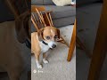 そんな顔されても　#ai #shorts #犬