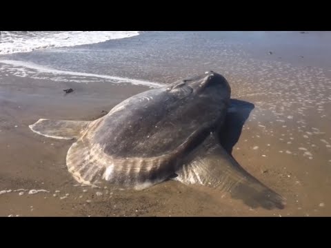 【雪梨科普】美国海滩惊现“诡异生物”，专家惊慌失措：不该来的还是来了