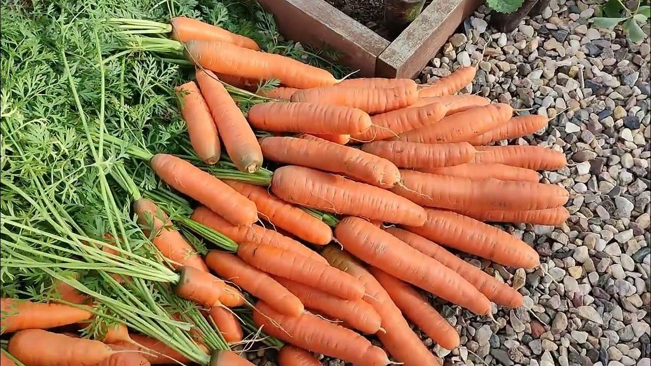 Этот сорт МОРКОВИ РЕКОМЕНДУЮ ВСЕМ!😊🥕🥕🥕 - YouTube