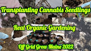 Transplanting Cannabis Seedlings|Real Outdoor Organic Gardening|Off Grid Grow Maine 2022