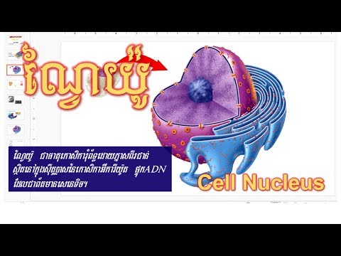 Cell Structure and Function|Nucleus|ណ្វៃយ៉ូ