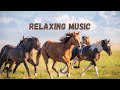 Relax with soothing celtic music and graceful magnificent horses