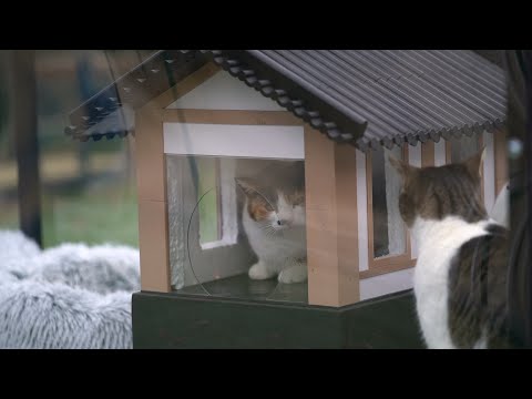 고양이들에게 온도조절이 되는 한옥집을 만들어 줬다(feat.이모티콘 출시)