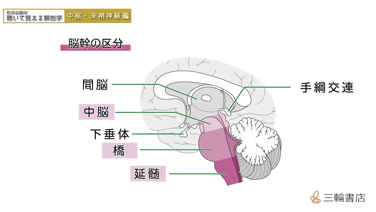 町田志樹の聴いて覚える解剖学 中枢 末梢神経 編 リスニング動画 サンプルb Youtube