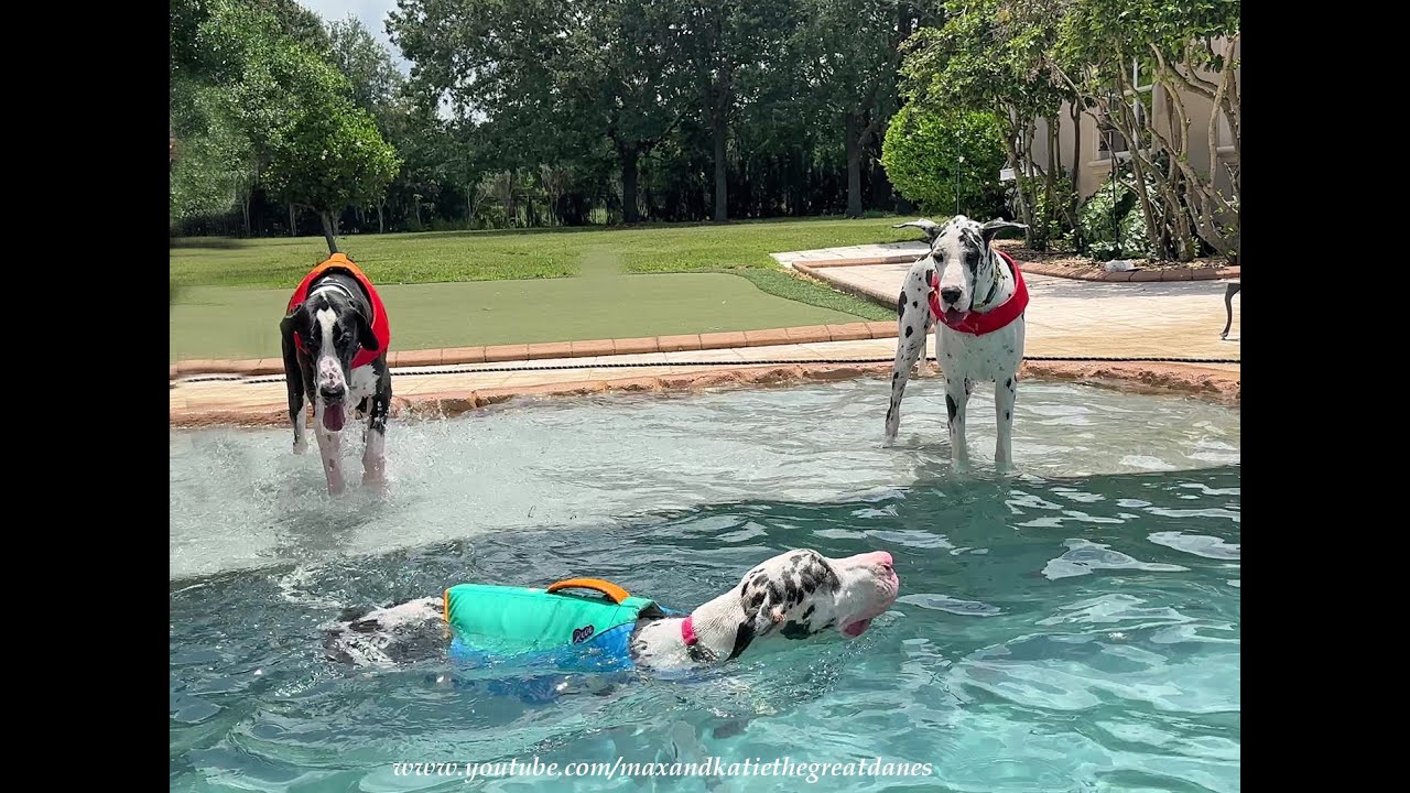 4 Great Danes Siblings Enjoy 2nd Birthday Pool Party Diving & Swimming