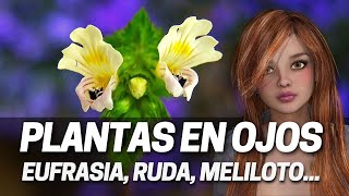 Plantas Medicinales Buenas Para Los Ojos Eufrasia Meliloto La Ruda Manzanilla Onagra Arándanos