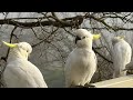 WILD Australian Birds LIVE!