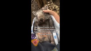 Oh, go on then. #WombatWednesday