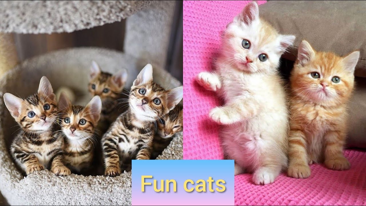Fun world of cats! You should definitely watch it🐱🐈 YouTube