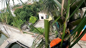 Dụng cụ trèo cây hái lan bắt ong cưa cây 0335636421