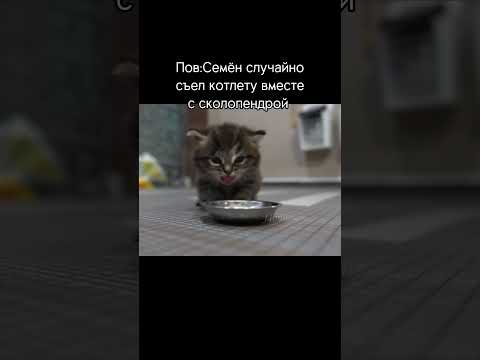 Video: Denkmal für die Katze Semyon in Murmansk: Geschichte, Adresse, Foto