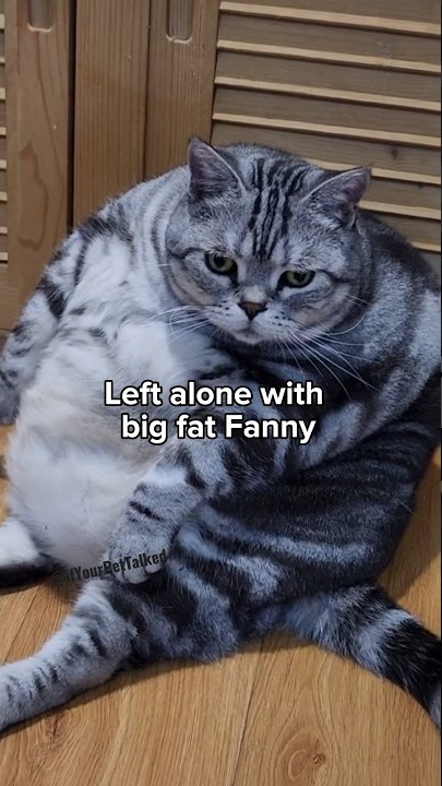 Fat 🍑 girls you make the 🤘🌎 go round. #shorts #cats #funny