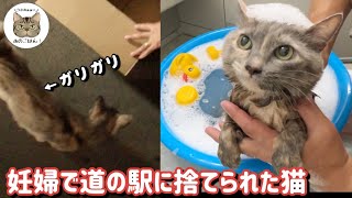 【捨て猫から家猫へ】シャンプーしたら美猫に変身した母猫みーちゃん3年前とは別猫さんになっていました