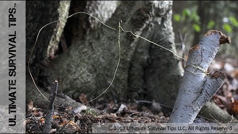 How to Make a Basic SNARE Trap with Paracord or Wire - Catch Your Own Survival Food