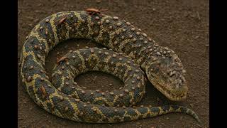 Tick-Infested Python Struggles to Survive! 🐍😱