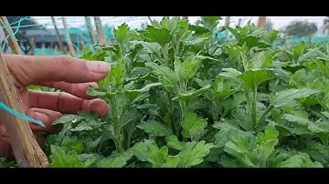 Bông cúc đại đóa tết 2025(4/11âl)#ToanNguyen#0335390179