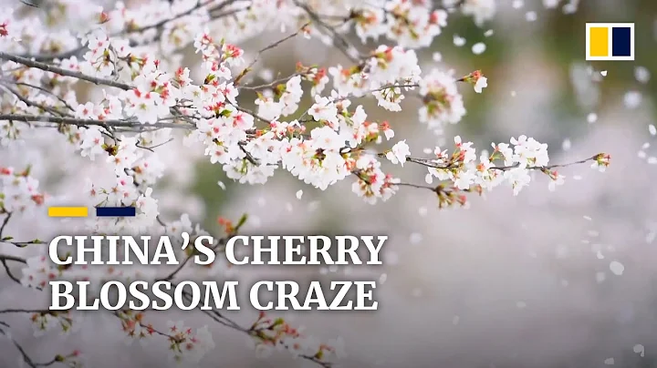 Cherry blossom craze hits shelves in China as tourism takes a hit amid latest Covid-19 wave - DayDayNews