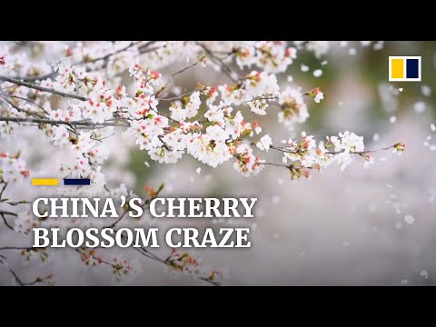 Cherry blossom craze hits shelves in China as tourism takes a hit amid latest Covid-19 wave