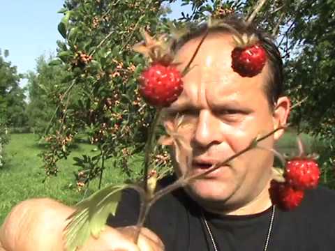 Video: Maulbeerbäume ernten – Erfahren Sie, wann Sie Maulbeeren pflücken sollten