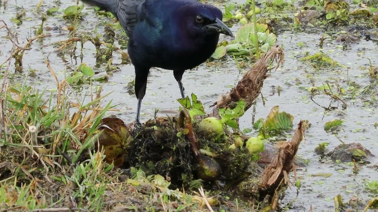 Clever Grackle Hunting