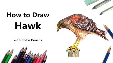 How to Draw a Hawk with Color Pencils [Time Lapse]