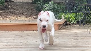 Pure Dogo Argentino  Male Puppy (Tan Collar) from Kahu x Snow’s Nov 2023 Litter