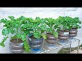Easy and high yield, growing kale in plastic containers for beginners
