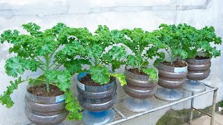 Easy and high yield, growing kale in plastic containers for beginners