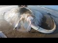 Massive stingray gives birth. Four sharks caught while surf fishing South Padre Island