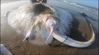 Massive stingray gives birth. Four sharks caught while surf fishing South Padre Island