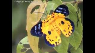 Yellow and Blue Moth